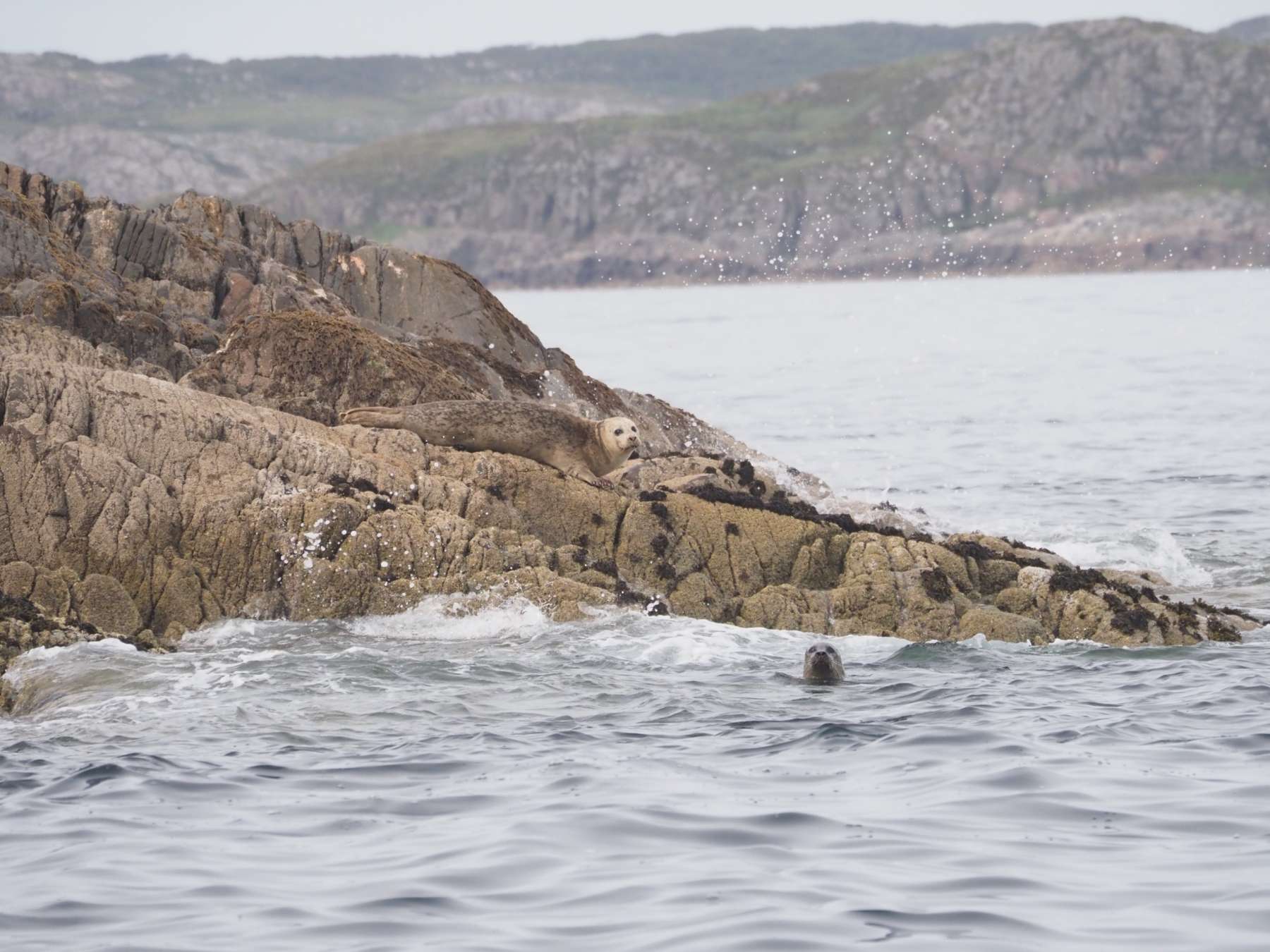 Curious seals in the bay 